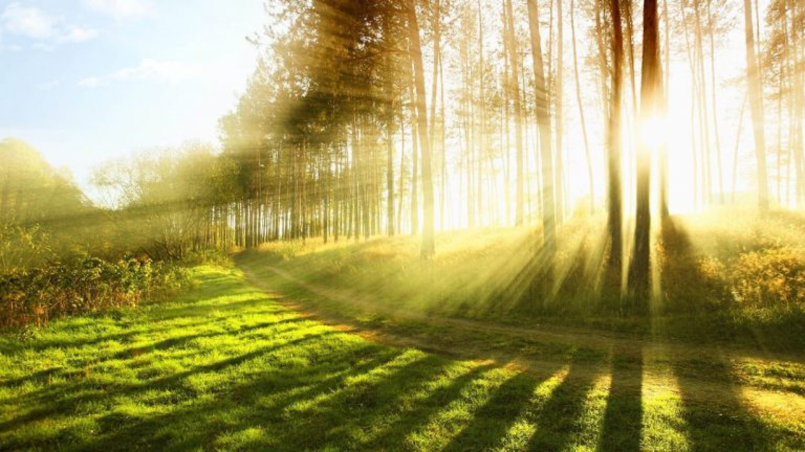 El rol de las universidades en la educación ambiental